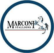 Marconi Stallions U20